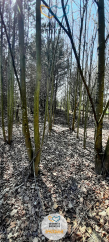 Działka Sprzedaż Dąbrówno 6